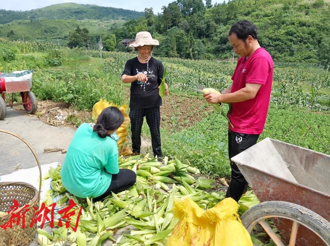 “订单消费帮扶”惠泽一方村民_邵阳头条网