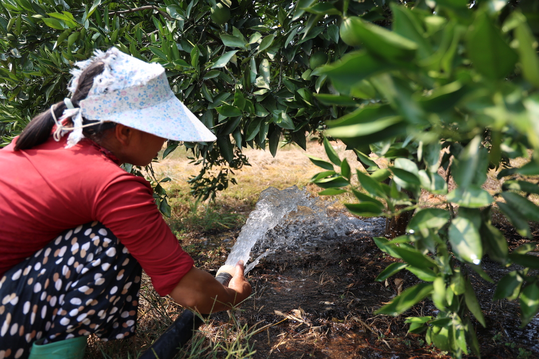 邵阳新宁:全力以赴抗旱保脐橙 促丰收-新湖南