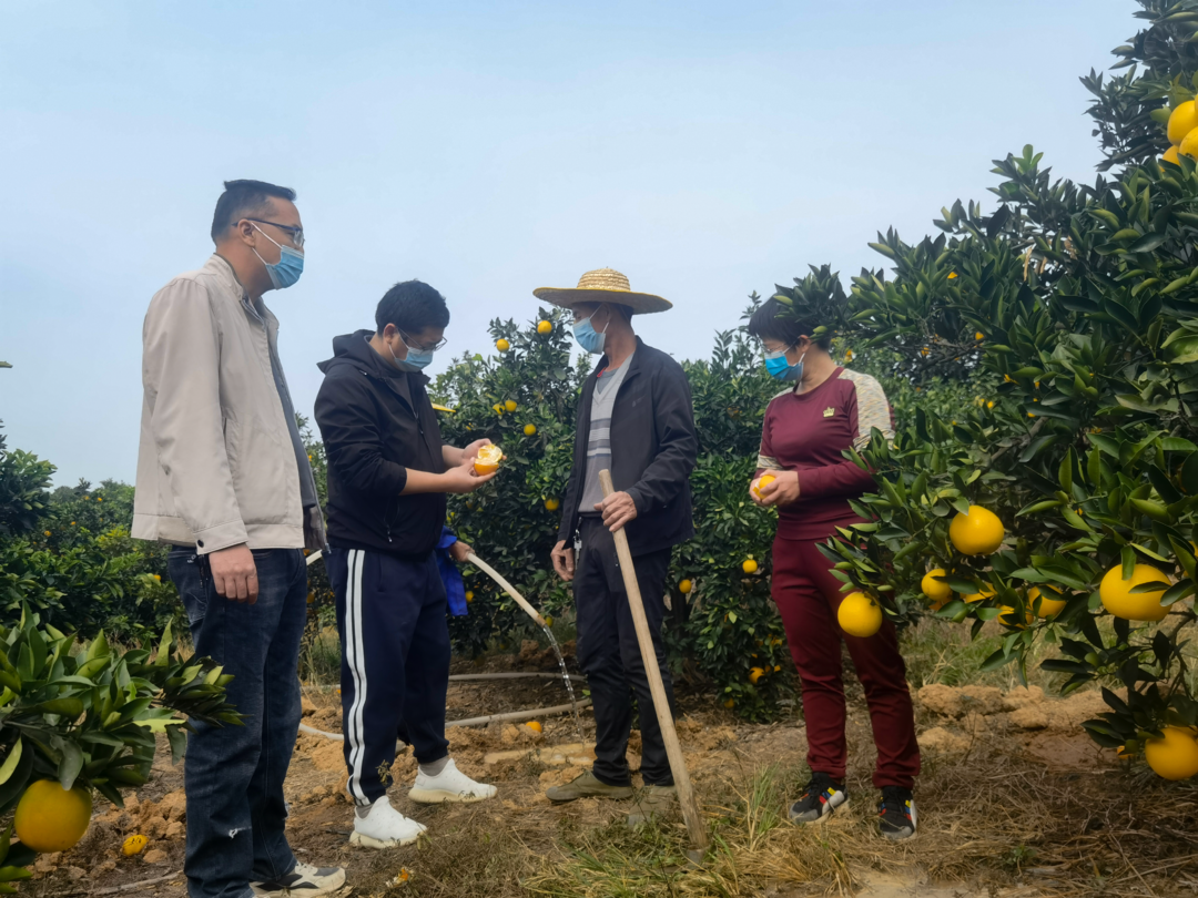 邵阳新宁：脐橙园里奏响新乐章