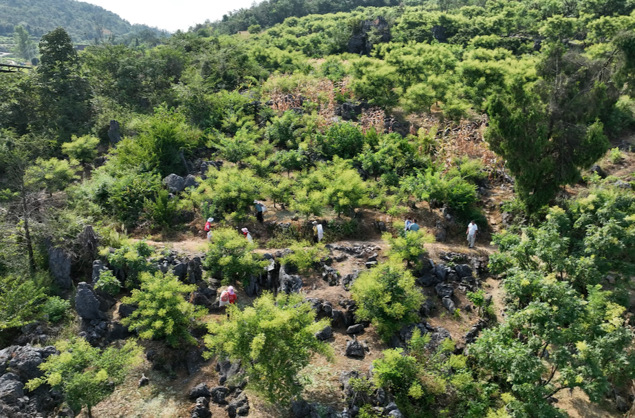 【大美鄉(xiāng)鎮(zhèn)】潘家村：槐米飄香喜豐收  村民挑上“金扁擔”