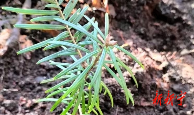 “植物活化石”资源冷杉在我县实现野外回归种植