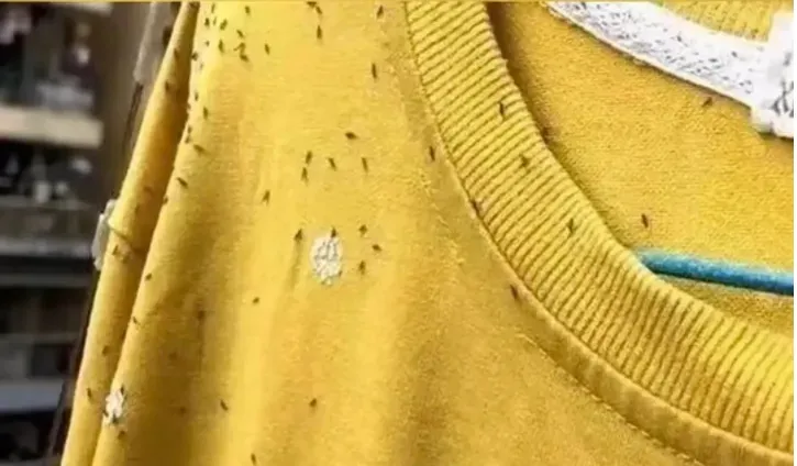 新宁人注意！少穿这种衣服出门