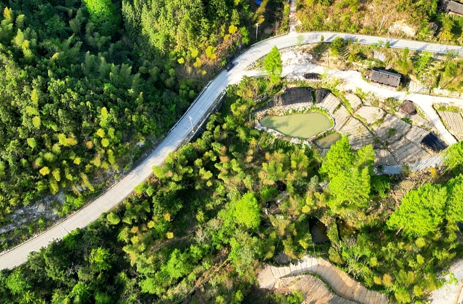 把资源优势转化为经济优势！新宁东岭林场：林下种植规模化助推林业经济蓬勃发展