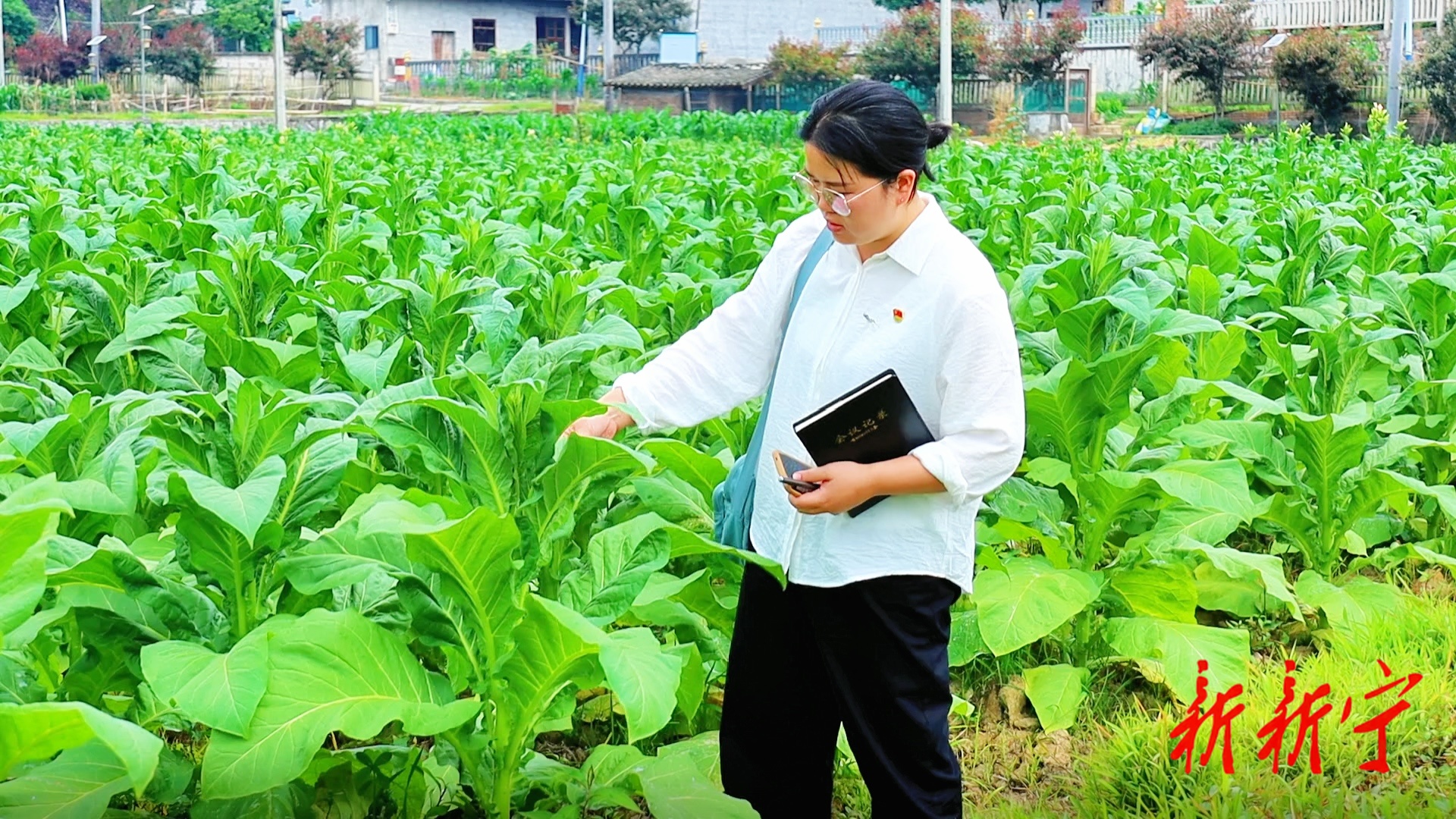《微光成炬 匠心筑梦》——劳模风采系列报道之阳艳姣：躬耕乡土谱写振兴篇章