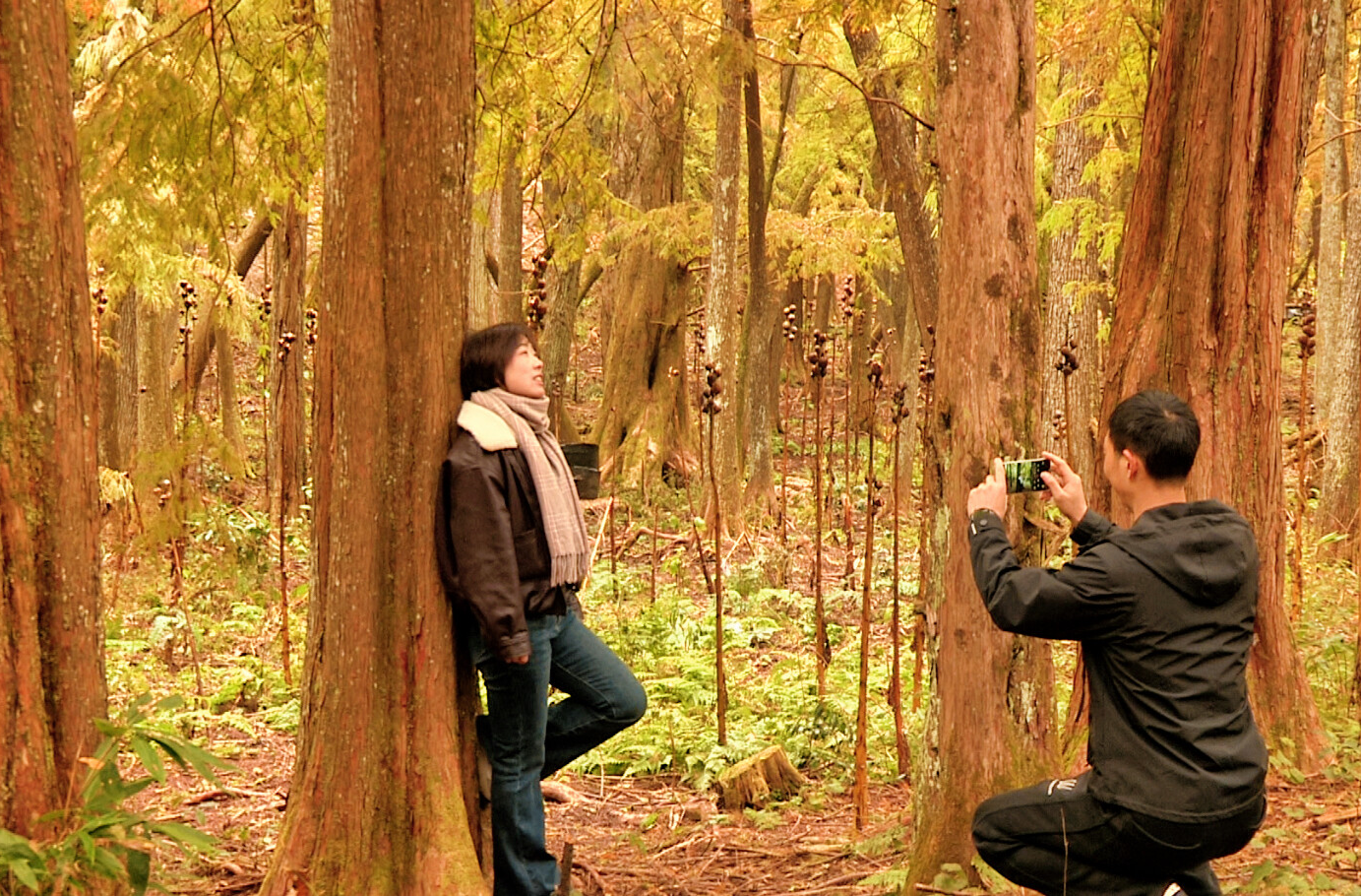 组图 | 新宁：冬日杉林美如画，多彩转车坪引客来