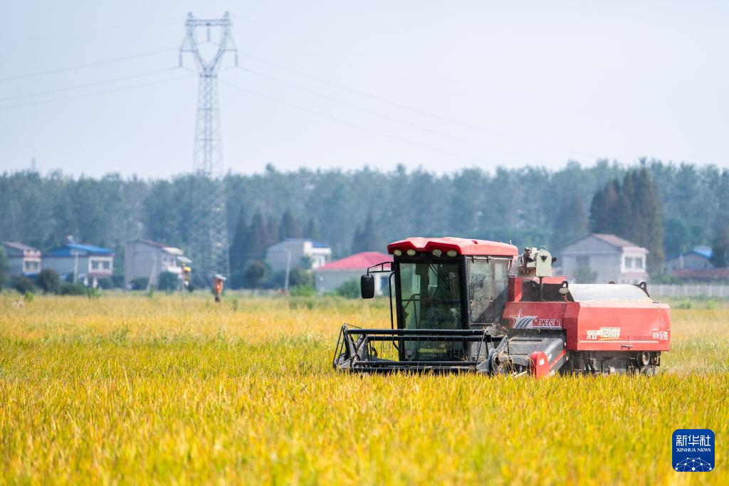 好评中国丨从政策深处到田埂之上 让“三农”活力遍田野